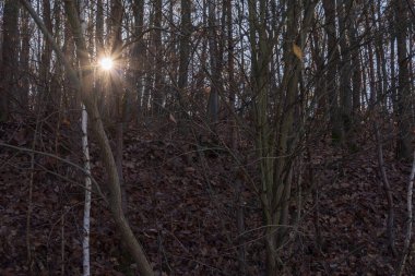 Sonbahar atmosferli güneşli orman sahnesi. Çıplak ağaç dalları ve sıcak güneş ışığı güzel ve sakin bir ormanlık zemin oluşturur..