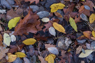 Düşen sonbahar yapraklarının farklı şekil ve renklerde üst görüntüsü mevsimsel doğal orman arka planını oluşturur.