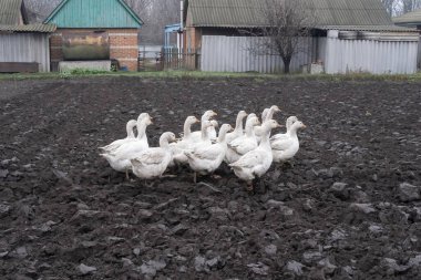 Evcil beyaz kaz sürüsü bulutlu bir sonbahar gününde köy evlerinin yakınlarındaki kırsal alanda çamurlu tarlalarda yürüyor.