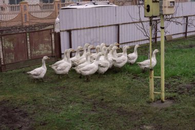 Evcil beyaz kaz sürüsü bulutlu bir sonbahar gününde köy evlerinin yakınlarındaki kırsal alanda çamurlu tarlalarda yürüyor.