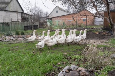 Evcil beyaz kaz sürüsü bulutlu bir sonbahar gününde köy evlerinin yakınlarındaki kırsal alanda çamurlu tarlalarda yürüyor.
