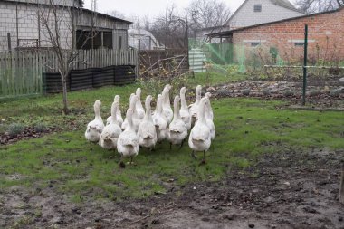 Evcil beyaz kaz sürüsü bulutlu bir sonbahar gününde köy evlerinin yakınlarındaki kırsal alanda çamurlu tarlalarda yürüyor.