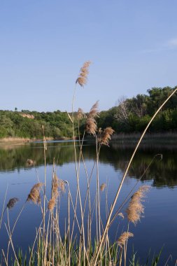 Yeşil ormanın yansımalarıyla sakin bir nehir ve güneşli bir bahar gününde sazlıklar, berrak su yüzeyi ve taze çayır otlarıyla huzurlu doğa manzarası.
