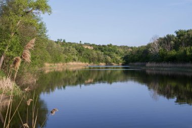 Yeşil ormanın yansımalarıyla sakin bir nehir ve güneşli bir bahar gününde sazlıklar, berrak su yüzeyi ve taze çayır otlarıyla huzurlu doğa manzarası.