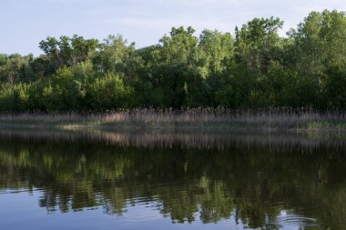 Yeşil ormanın yansımalarıyla sakin bir nehir ve güneşli bir bahar gününde sazlıklar, berrak su yüzeyi ve taze çayır otlarıyla huzurlu doğa manzarası.