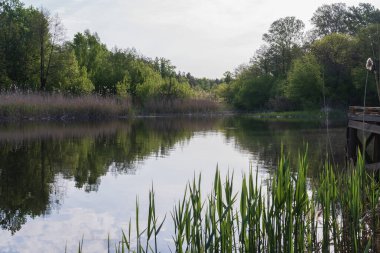 Yeşil ormanın yansımalarıyla sakin bir nehir ve güneşli bir bahar gününde sazlıklar, berrak su yüzeyi ve taze çayır otlarıyla huzurlu doğa manzarası.