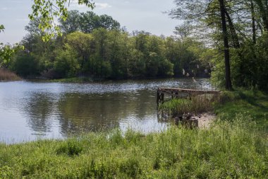 Yeşil ormanın yansımalarıyla sakin bir nehir ve güneşli bir bahar gününde sazlıklar, berrak su yüzeyi ve taze çayır otlarıyla huzurlu doğa manzarası.