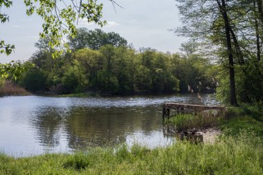 Yeşil ormanın yansımalarıyla sakin bir nehir ve güneşli bir bahar gününde sazlıklar, berrak su yüzeyi ve taze çayır otlarıyla huzurlu doğa manzarası.