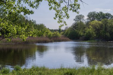 Yeşil ormanın yansımalarıyla sakin bir nehir ve güneşli bir bahar gününde sazlıklar, berrak su yüzeyi ve taze çayır otlarıyla huzurlu doğa manzarası.