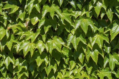 Yoğun sarmaşık yaprakları canlı bir duvar oluşturuyor. Doğal ışık ve yumuşak gölgeli taze yeşil yapraklar, doğa için mükemmel arka plan, bahçe temaları ve çevre kavramları.