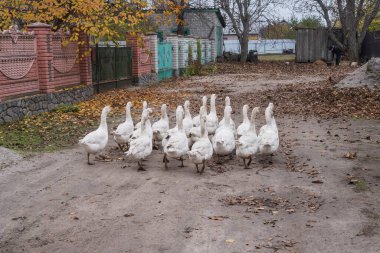 Kırsalda sonbahar yapraklarıyla köy yolunda yürüyen yerli kaz sürüsü.