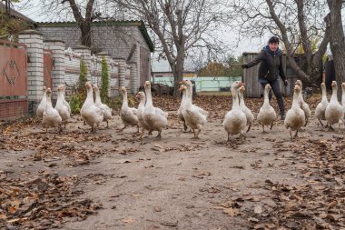 Kırsalda sonbahar yapraklarıyla köy yolunda yürüyen yerli kaz sürüsü.