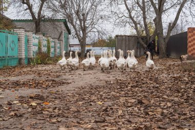 Kırsalda sonbahar yapraklarıyla köy yolunda yürüyen yerli kaz sürüsü.