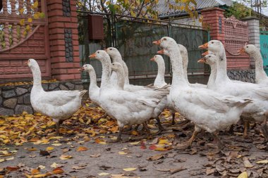 Kırsalda sonbahar yapraklarıyla köy yolunda yürüyen yerli kaz sürüsü.
