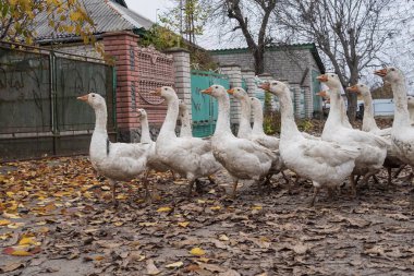 Kırsalda sonbahar yapraklarıyla köy yolunda yürüyen yerli kaz sürüsü.