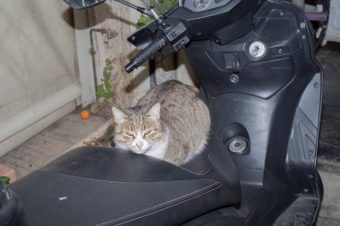 Şehir ortamında mobilet koltuğunda dinlenen yerli sokak kedisi. Hayvan davranışlarını, sakin ruh halini ve günlük sokak ortamını gösteren şehir yaşam tarzı.