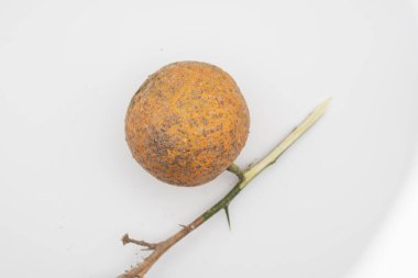 Hastalıktan etkilenmiş ve beyaz arka planda çürümüş bir portakalın detaylı görüntüsü. Yiyecek atıkları ve bozulmuş turunçgil meyvesi kavramı.