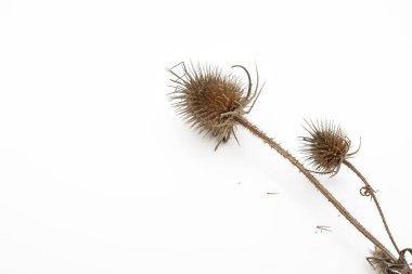 Beyaz arka planda izole edilmiş dikenleri olan kurumuş burdock deve dikeni başları. Botanik ve çevresel temalar için doğal bitki dokusu.