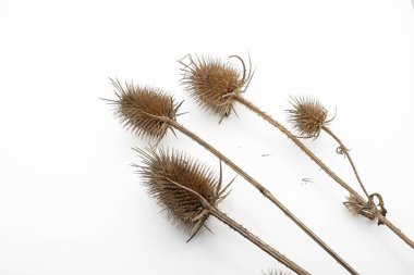 Beyaz arka planda izole edilmiş dikenleri olan kurumuş burdock deve dikeni başları. Botanik ve çevresel temalar için doğal bitki dokusu.