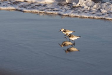 Kıyı zımpara kuşları yumuşak okyanus dalgalarının yanında yansıtıcı ıslak kum boyunca yürürler. Doğal altın ışık, vahşi yaşam, seyahat ve kıyı manzaraları için ideal barışçıl bir atmosfer ekler..