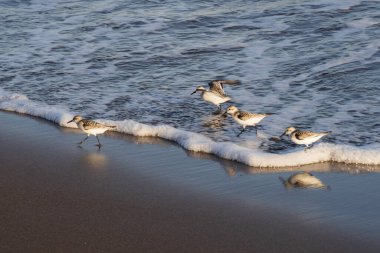 Kıyı zımpara kuşları yumuşak okyanus dalgalarının yanında yansıtıcı ıslak kum boyunca yürürler. Doğal altın ışık, vahşi yaşam, seyahat ve kıyı manzaraları için ideal barışçıl bir atmosfer ekler..