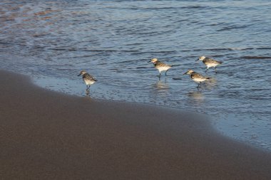 Kıyı zımpara kuşları yumuşak okyanus dalgalarının yanında yansıtıcı ıslak kum boyunca yürürler. Doğal altın ışık, vahşi yaşam, seyahat ve kıyı manzaraları için ideal barışçıl bir atmosfer ekler..