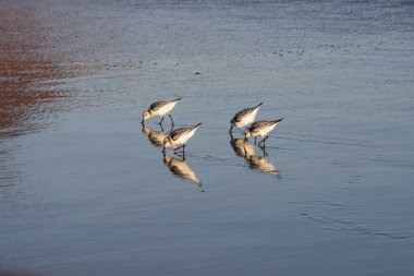 Kıyı zımpara kuşları yumuşak okyanus dalgalarının yanında yansıtıcı ıslak kum boyunca yürürler. Doğal altın ışık, vahşi yaşam, seyahat ve kıyı manzaraları için ideal barışçıl bir atmosfer ekler..
