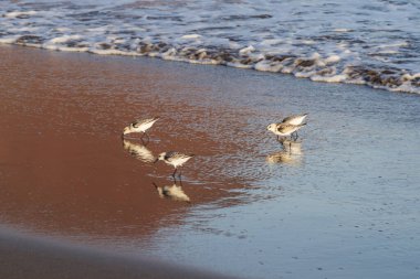 Kıyı zımpara kuşları yumuşak okyanus dalgalarının yanında yansıtıcı ıslak kum boyunca yürürler. Doğal altın ışık, vahşi yaşam, seyahat ve kıyı manzaraları için ideal barışçıl bir atmosfer ekler..