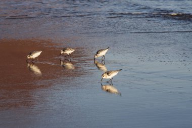 Kıyı zımpara kuşları yumuşak okyanus dalgalarının yanında yansıtıcı ıslak kum boyunca yürürler. Doğal altın ışık, vahşi yaşam, seyahat ve kıyı manzaraları için ideal barışçıl bir atmosfer ekler..