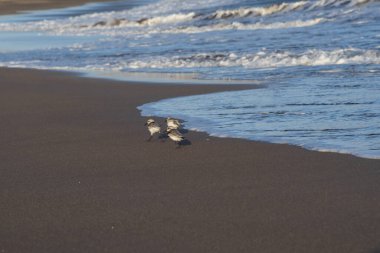 Kıyı zımpara kuşları yumuşak okyanus dalgalarının yanında yansıtıcı ıslak kum boyunca yürürler. Doğal altın ışık, vahşi yaşam, seyahat ve kıyı manzaraları için ideal barışçıl bir atmosfer ekler..