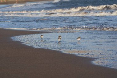 Kıyı zımpara kuşları yumuşak okyanus dalgalarının yanında yansıtıcı ıslak kum boyunca yürürler. Doğal altın ışık, vahşi yaşam, seyahat ve kıyı manzaraları için ideal barışçıl bir atmosfer ekler..