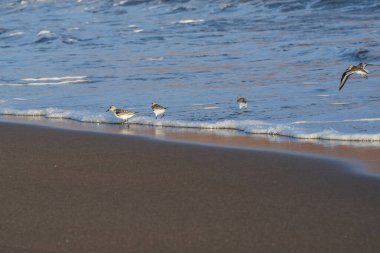 Kıyı zımpara kuşları yumuşak okyanus dalgalarının yanında yansıtıcı ıslak kum boyunca yürürler. Doğal altın ışık, vahşi yaşam, seyahat ve kıyı manzaraları için ideal barışçıl bir atmosfer ekler..