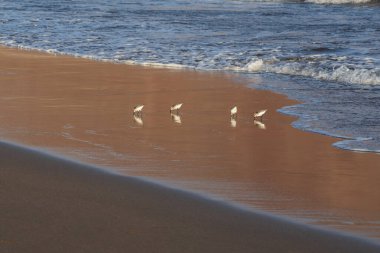 Kıyı zımpara kuşları yumuşak okyanus dalgalarının yanında yansıtıcı ıslak kum boyunca yürürler. Doğal altın ışık, vahşi yaşam, seyahat ve kıyı manzaraları için ideal barışçıl bir atmosfer ekler..