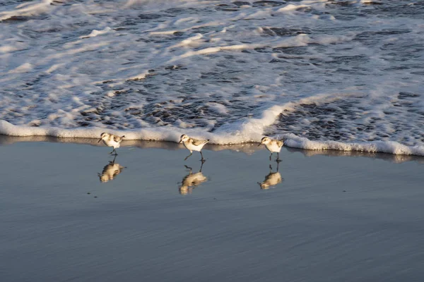 Kıyı zımpara kuşları yumuşak okyanus dalgalarının yanında yansıtıcı ıslak kum boyunca yürürler. Doğal altın ışık, vahşi yaşam, seyahat ve kıyı manzaraları için ideal barışçıl bir atmosfer ekler..