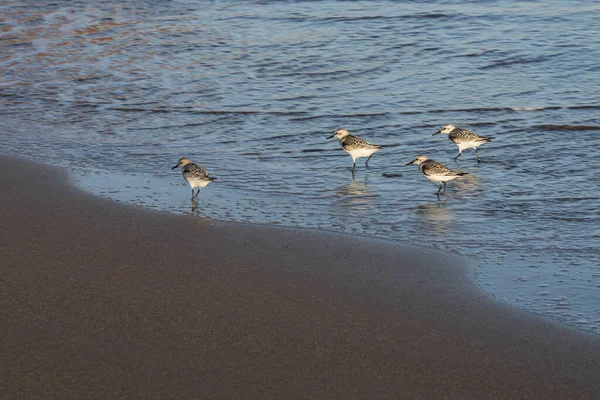 Kıyı zımpara kuşları yumuşak okyanus dalgalarının yanında yansıtıcı ıslak kum boyunca yürürler. Doğal altın ışık, vahşi yaşam, seyahat ve kıyı manzaraları için ideal barışçıl bir atmosfer ekler..