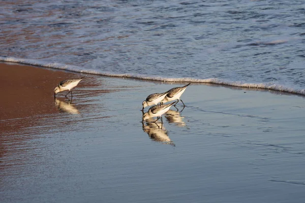 Kıyı zımpara kuşları yumuşak okyanus dalgalarının yanında yansıtıcı ıslak kum boyunca yürürler. Doğal altın ışık, vahşi yaşam, seyahat ve kıyı manzaraları için ideal barışçıl bir atmosfer ekler..