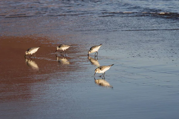 Kıyı zımpara kuşları yumuşak okyanus dalgalarının yanında yansıtıcı ıslak kum boyunca yürürler. Doğal altın ışık, vahşi yaşam, seyahat ve kıyı manzaraları için ideal barışçıl bir atmosfer ekler..