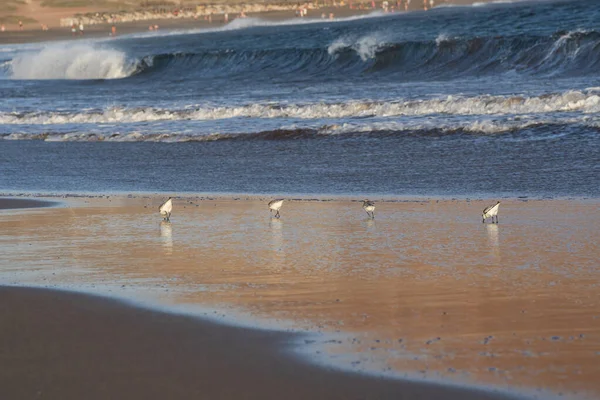 Kıyı zımpara kuşları yumuşak okyanus dalgalarının yanında yansıtıcı ıslak kum boyunca yürürler. Doğal altın ışık, vahşi yaşam, seyahat ve kıyı manzaraları için ideal barışçıl bir atmosfer ekler..