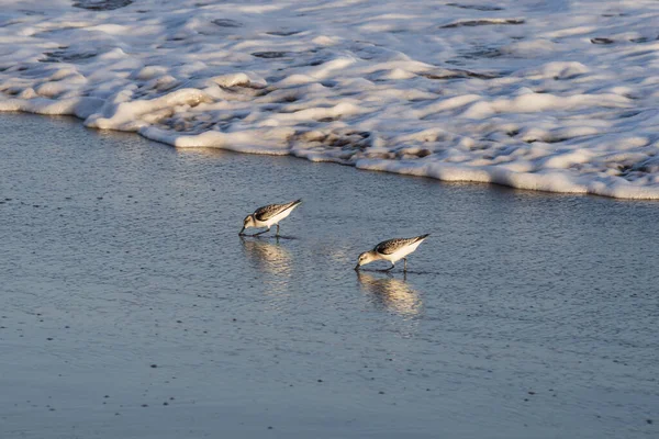 Kıyı zımpara kuşları yumuşak okyanus dalgalarının yanında yansıtıcı ıslak kum boyunca yürürler. Doğal altın ışık, vahşi yaşam, seyahat ve kıyı manzaraları için ideal barışçıl bir atmosfer ekler..