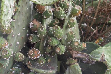 Opuntia dikenli armut kaktüsü. Taze yeşil meyveler ve doğal çöl ortamında dikenli yastıklar.