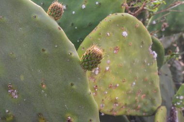 Opuntia dikenli armut kaktüsü. Taze yeşil meyveler ve doğal çöl ortamında dikenli yastıklar.
