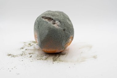 Tamamen bozulmuş narenciye meyvesi ve beyaz arka planda ağır küfler var. Yiyecek bozulması ve kirlenme kavramı.