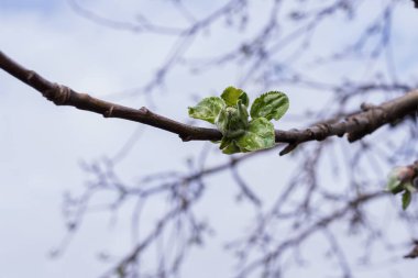 Bahar mevsiminin başlarında ağaç dalında ortaya çıkan genç yeşil yapraklar. Bitki gelişimi, meyve bahçesi ekimi, ekoloji, çevre ve taze mevsimsel değişim kavramı.