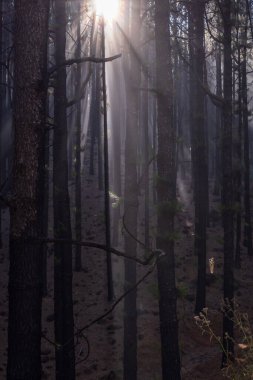 Tenerife 'deki sisli çam ormanları dramatik güneş ışınlarıyla