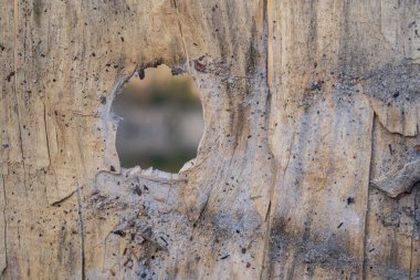 Böceklerin ve doğal çürümenin oluşturduğu delikli eski ahşap kalas. Ayrıntılı doğal ahşap doku arkaplanı.