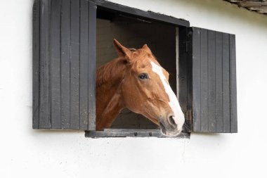 At ahırda. Çayırdaki at. Beyaz tahtaya bakan safkan bir at. At ahırı.