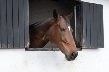 At ahırda. Çayırdaki at. Beyaz tahtaya bakan safkan bir at. At ahırı.