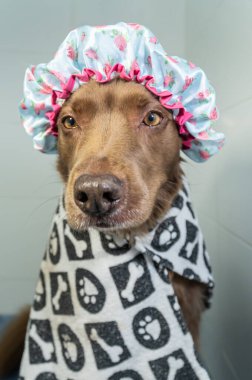 Şampuan ve suyla yıkanan sevimli köpek yavrusu. Havlu ve duş bonesiyle poz veren yavru köpek..