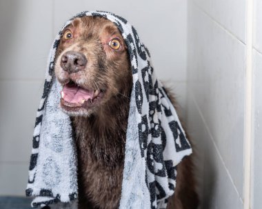 Şampuan ve suyla yıkanan sevimli köpek yavrusu. Havlu ve duş bonesiyle poz veren yavru köpek..