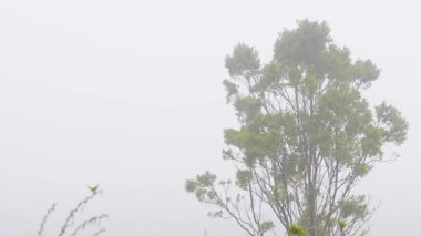 Hafif hareket eden yeşil ağaçların bulutlu gökyüzünün altında belirdiği minimalist doğa sahnesi. Yumuşak ışık, sükunet ve geniş kopya alanına sahip atmosferik manzara.